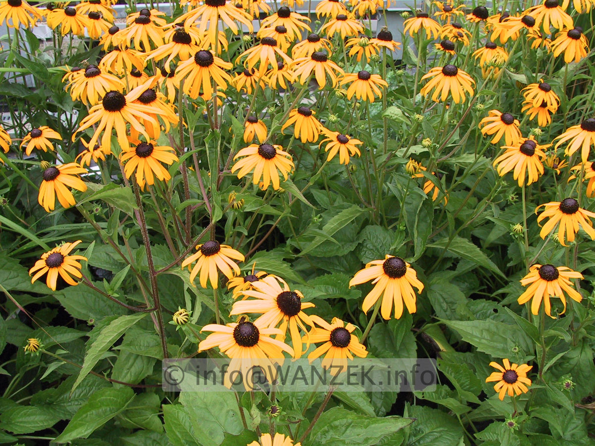 Rudbeckia sullivantii Goldsturm 01.JPG